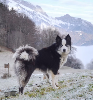 Étalon Laika de iakoutie - Polar Souls Thunder fur on azru