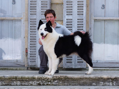 Étalon Laika de iakoutie - Unending story Du Lac De Garm