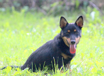 Étalon Lancashire Heeler - A woodstock'69 joe cocker De l'étang de pincemaille