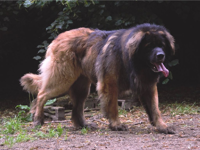 Étalon Leonberger - Sylvestre-bastille Des Neiges de Chantelouve