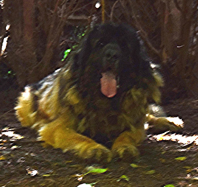 Étalon Leonberger - Paulin-nigritelle Des Neiges de Chantelouve