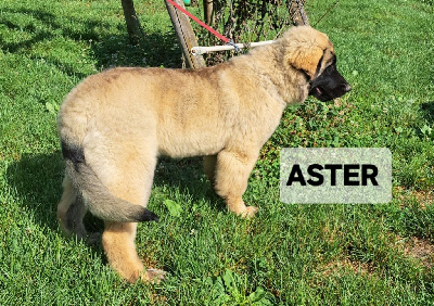 Étalon Leonberger - Aster du Pont des Aulnes