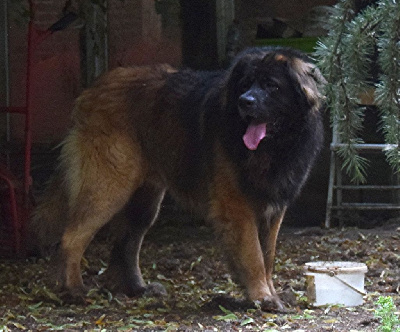 Étalon Leonberger - Serge-bastille Des Neiges de Chantelouve