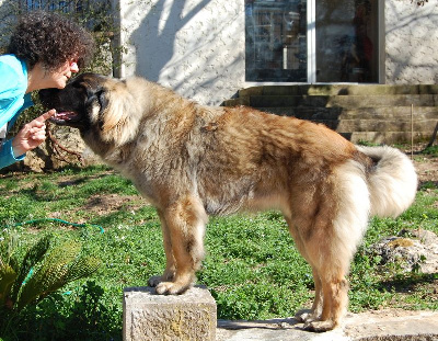 Étalon Leonberger - Viti levu Du Charme De Montrésor