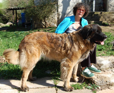 Étalon Leonberger - Praslin lavezzi de l'aulp de fier