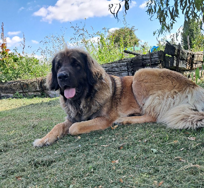 Étalon Leonberger - Tracy du Sentier des Sablons de l'Orme
