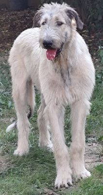 Étalon Levrier Irlandais - Albus dumbledore Des Vives Etoiles D’Argent