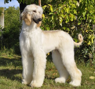 Étalon Levrier afghan - Velendil le seigneur Du chemin des dames imperiales