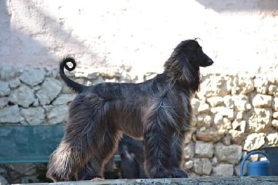 Étalon Levrier afghan - Pandora De aikhanoum