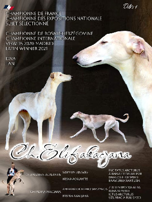 Étalon Levrier polonais - CH. Elif akacjana