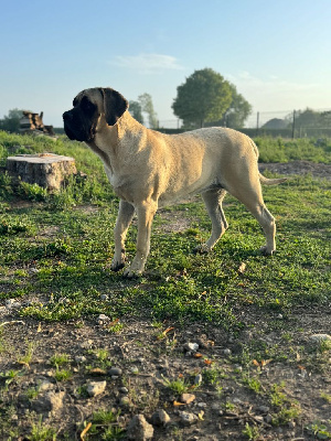 Étalon Mastiff - Valkyrie Des Molosses De La Nuit