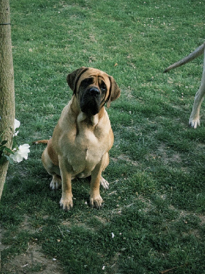 Étalon Mastiff - Vanda De La Maison De L'étoile