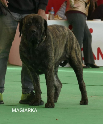 Étalon Mastiff - Magiarka korosdombi
