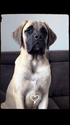 Étalon Mastiff - Akira (Sans Affixe)