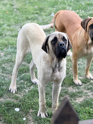Étalon Mastiff - Viking des Mastiffs d'Enfer