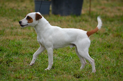 Étalon Parson Russell Terrier - Ramses Des Garennes De Beauregard