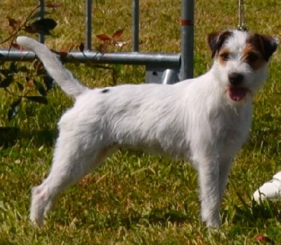 Étalon Parson Russell Terrier - CH. Trivia Du site corot