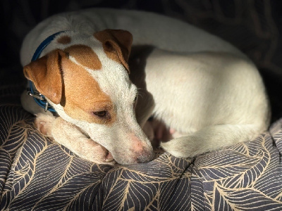 Étalon Parson Russell Terrier - Sierra (Sans Affixe)