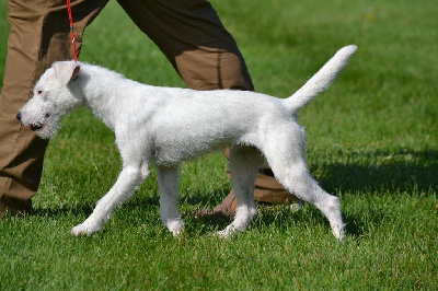 Étalon Parson Russell Terrier - Tempete Des Garennes De Beauregard