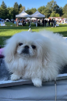 Étalon Pekinois - Zanalee for mandarin garden's vostochnaya mechta