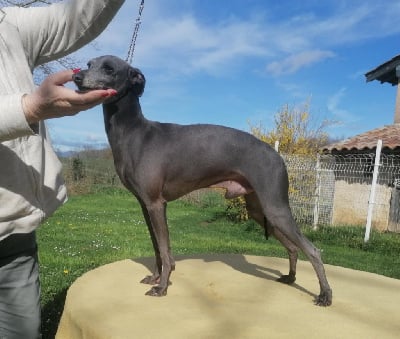 Étalon Petit Levrier Italien - Ch.romeo Du pont de la sumene