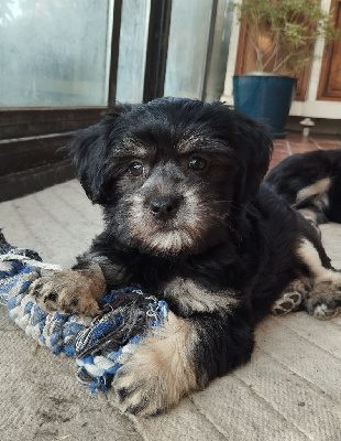 Étalon Petit chien lion - Ardente destinée des P'Tites Obsessions