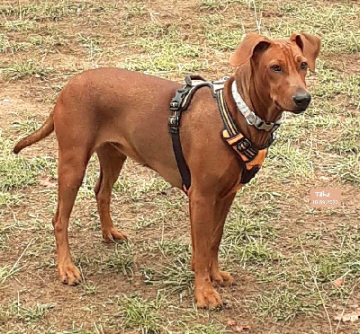 Étalon Pinscher Allemand - Téha De La Tour De Cruzières