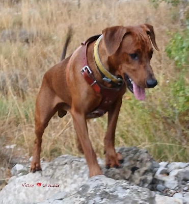 Étalon Pinscher Allemand - fire dreams Obelix victor