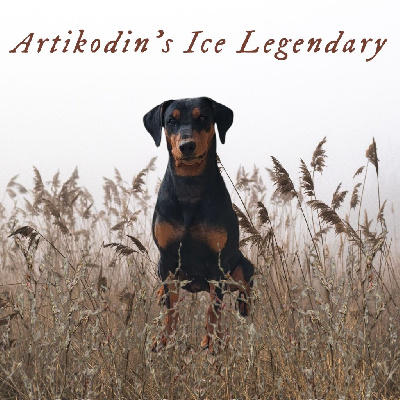 Étalon Pinscher Allemand - Artikodin's ice legendary (Sans Affixe)