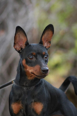 Étalon Pinscher nain - sabona style Chicago