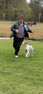 Étalon Pointer - Unique victoire du comte de Batz Castelmore