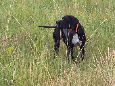 Étalon Pointer - Unick Des symphonies de bois joli
