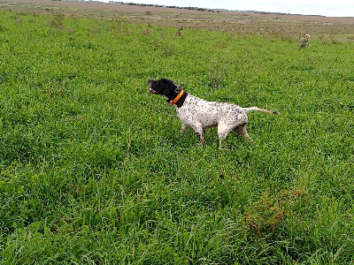 Étalon Pointer - Olympe Des anges de la faz