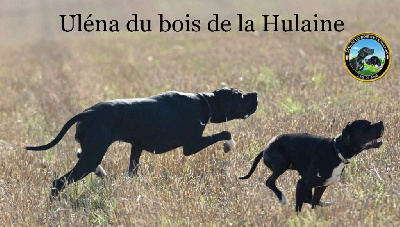 Étalon Pointer - Uléna du bois de la Hulaine