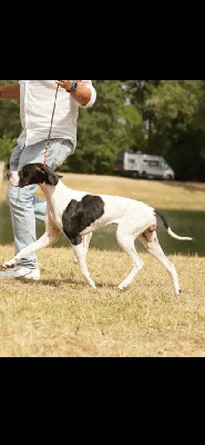 Étalon Pointer - Victoria secret du comte de Batz Castelmore
