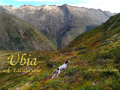 Étalon Pointer - Ubia de l'Escalayole