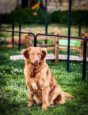 Étalon Retriever de la Nouvelle-Ecosse - Under passion Of Red Mapple Tollers
