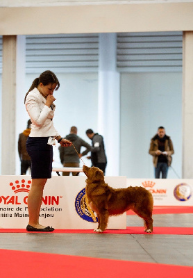 Étalon Retriever de la Nouvelle-Ecosse - Sans aucun complexe Des Petits Bouleaux