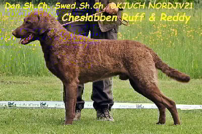 CH. cheslabben Ruff & reddy