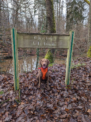 Étalon Retriever de la baie de Chesapeake - Trinity Northern Pine