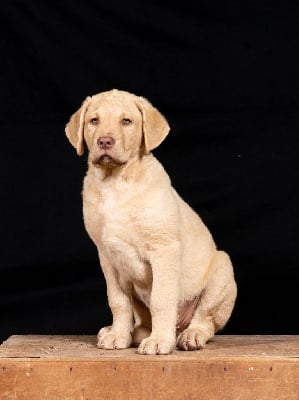Étalon Retriever de la baie de Chesapeake - Chessies Wonder Annibal jumpin jack flash