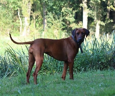 Étalon Rhodesian Ridgeback - Tokyo La Grange Aux Lions