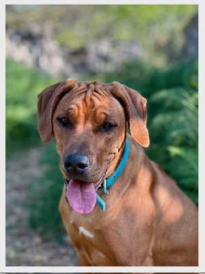 Hells Rhodesian Talia