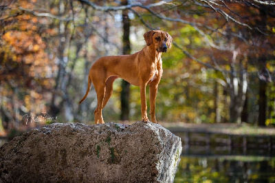 Étalon Rhodesian Ridgeback - CH. Aaliyah leoridge