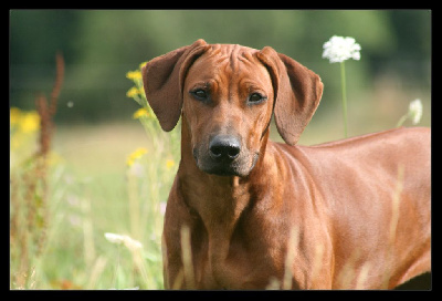 Étalon Rhodesian Ridgeback - Azzah shani du Royaume de l'Espina