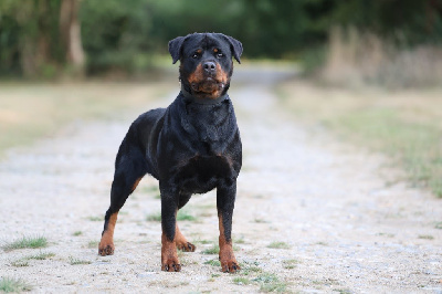 Étalon Rottweiler - Pitta Sovereign Breed