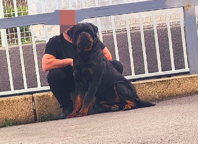 Étalon Rottweiler - CH. Daymon (reo) de txurroke