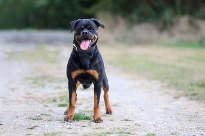 Étalon Rottweiler - Tya Des Alants Dorees