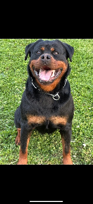 Étalon Rottweiler - U'maya of miss and you