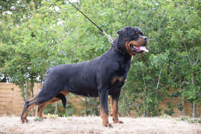 Étalon Rottweiler - Tswanga Vom Hause Matterhorn